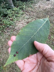 Caryomyia turbanella