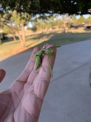 Stagmomantis carolina