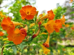 Streptosolen