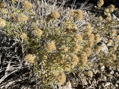 Chrysothamnus viscidiflorus viscidiflorus