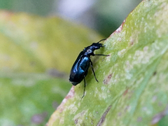 Lebia