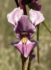 Diuris punctata