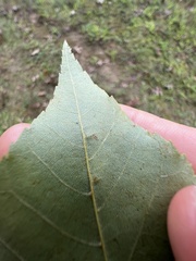 Caryomyia turbanella