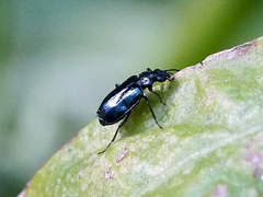 Lebia
