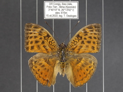 Bebearia mandinga beni