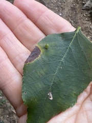 Caryomyia viscidolium