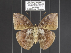 Bebearia mandinga beni