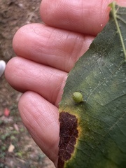 Caryomyia viscidolium