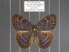 Euriphene tadema nigropunctata