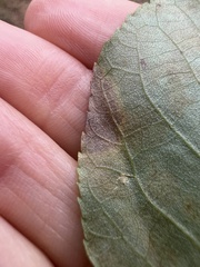 Caryomyia viscidolium