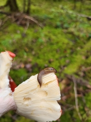 Prophysaon andersonii