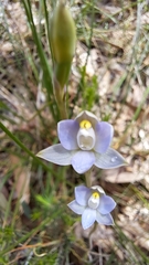 Thelymitra pauciflora