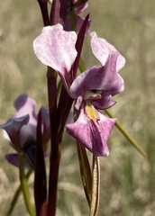 Diuris punctata