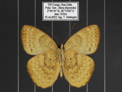 Euriphene tadema nigropunctata