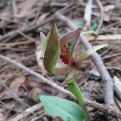 Chiloglottis triceratops