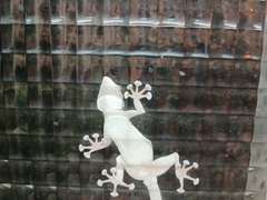Ptyodactylus guttatus