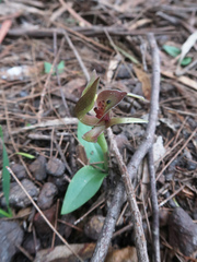 Chiloglottis triceratops