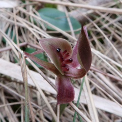 Chiloglottis triceratops