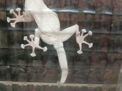 Ptyodactylus guttatus