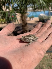 Hyla versicolor