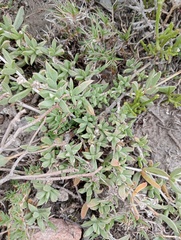 Delosperma litorale