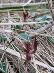 Chiloglottis triceratops
