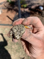 Hyla versicolor