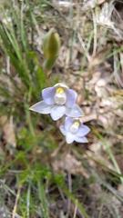 Thelymitra pauciflora