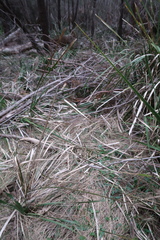 Chiloglottis triceratops