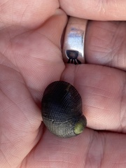 Nerita picea