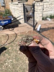 Hyla versicolor
