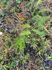 Sanguisorba tenuifolia