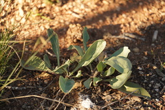 Penstemon pachyphyllus