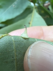 Caryomyia sanguinolenta