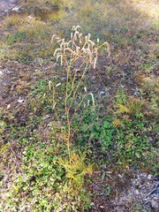 Sanguisorba tenuifolia