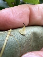 Caryomyia sanguinolenta