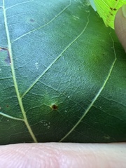 Caryomyia sanguinolenta