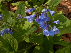 Mertensia virginica