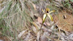 Caladenia transitoria