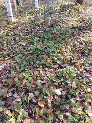 Pyrola asarifolia