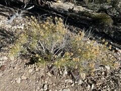 Chrysothamnus viscidiflorus viscidiflorus
