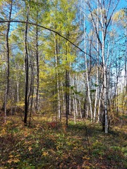 Betula platyphylla