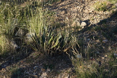 Agave utahensis kaibabensis
