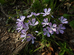 Phlox divaricata