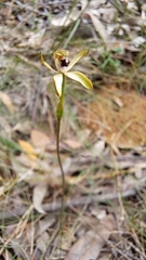 Caladenia transitoria