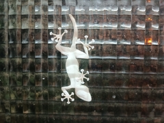 Ptyodactylus guttatus