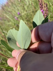 Baptisia sphaerocarpa