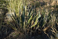 Agave utahensis kaibabensis