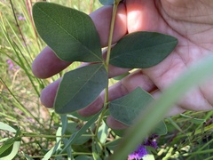 Baptisia sphaerocarpa