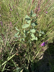 Baptisia sphaerocarpa
